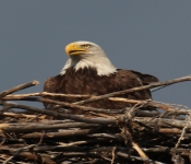 2016 06 05 Eagles 007